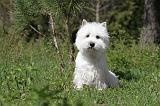 WESTIE 082